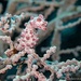 Pygmy Seahorse by wh2021