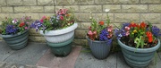 27th Jun 2023 - Four floral flowerpots.