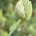 Allium Sphaerocephalon by phil_sandford