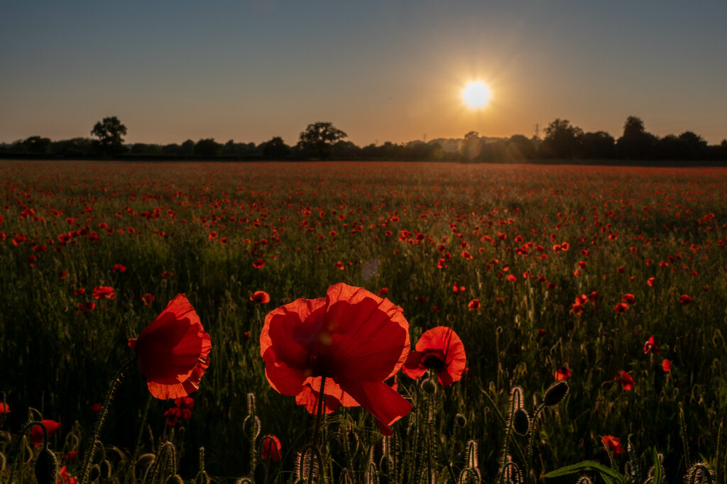 Poppies  by rjb71