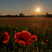 Poppies  by rjb71
