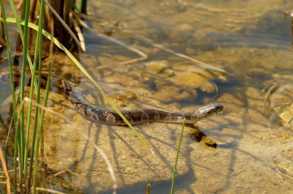 Snake Alert! by sunnygreenwood