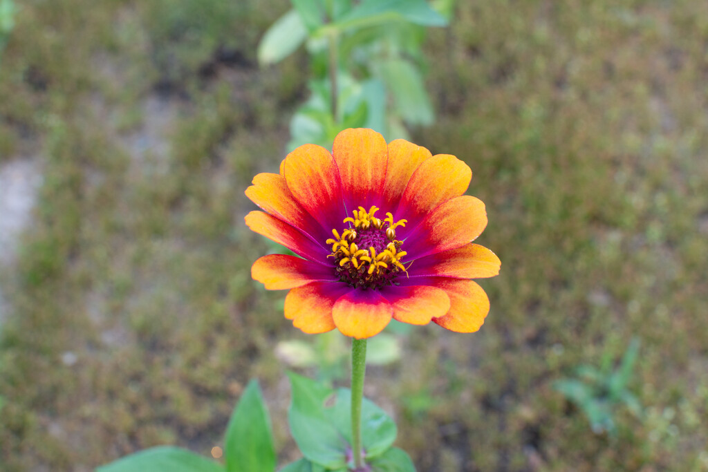 Unique Zinnia... by thewatersphotos
