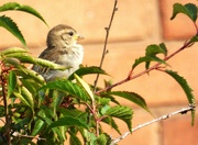 26th Jun 2023 - A little Sparrow.