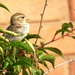 A little Sparrow. by beryl