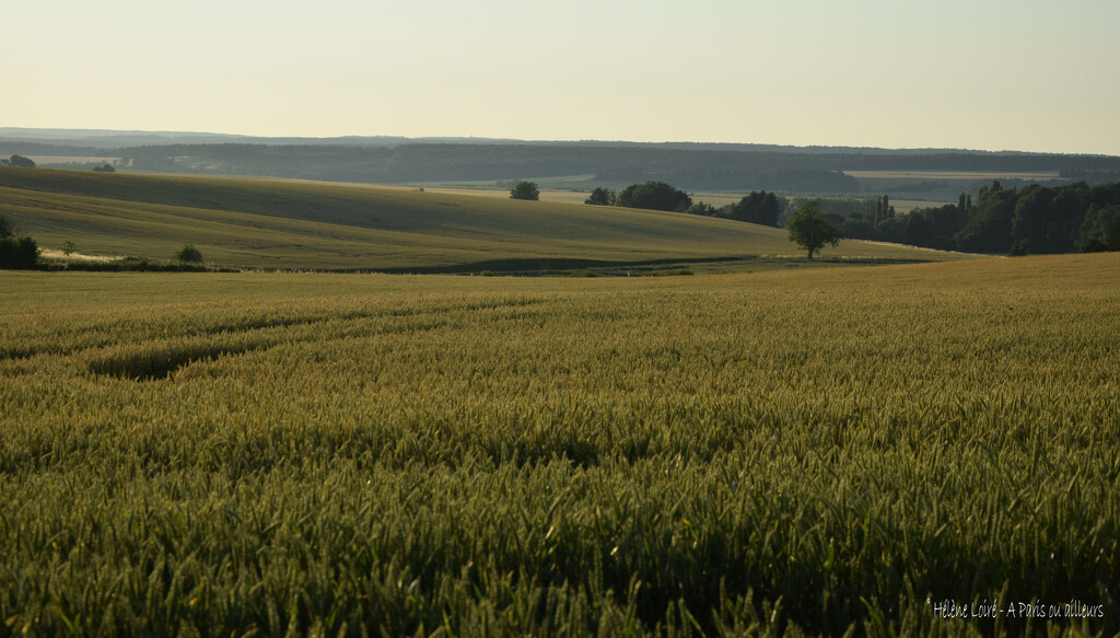 wheat field by parisouailleurs
