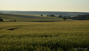 20th Jun 2023 - wheat field