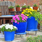 19th Jun 2023 - Three Blue Flower Pots