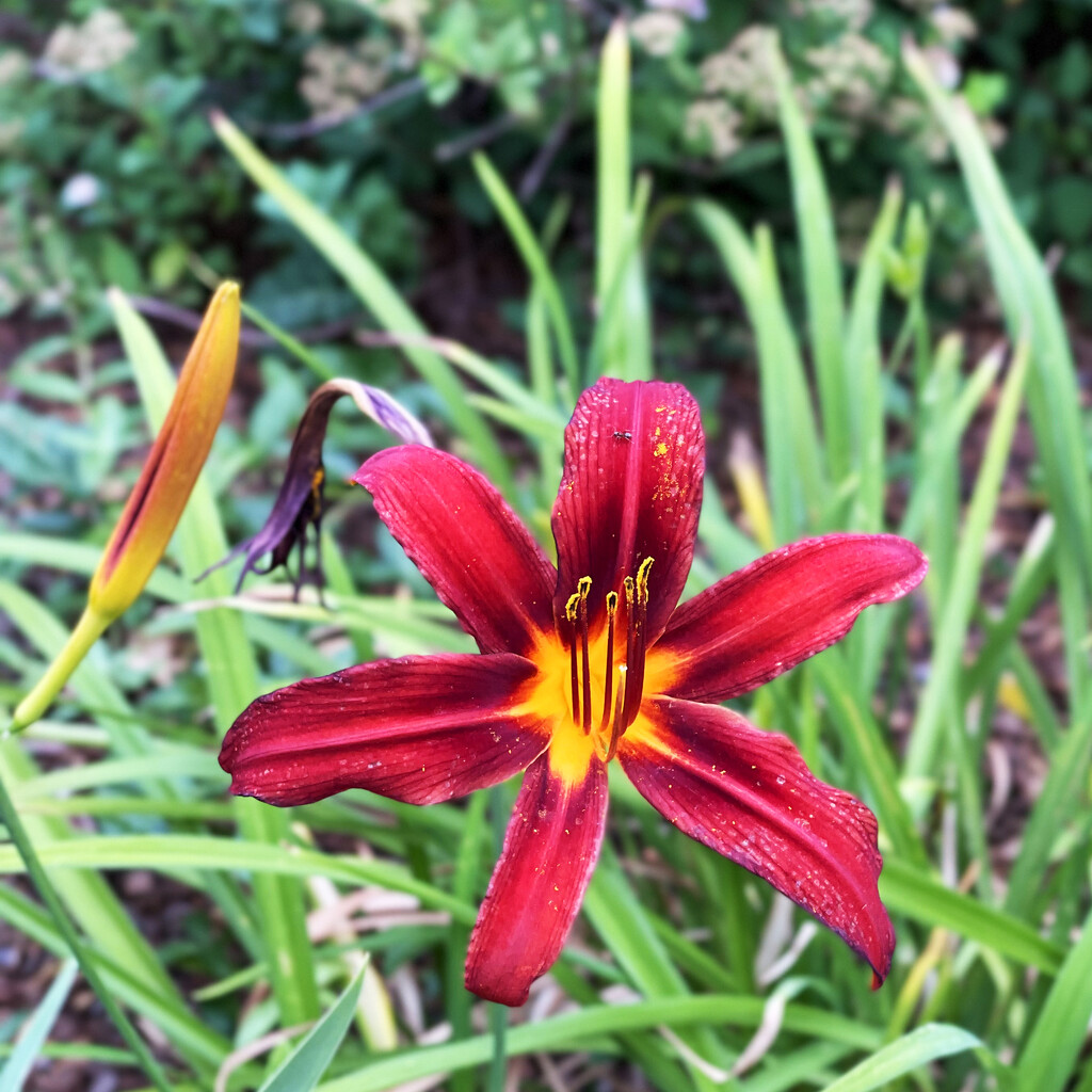 One Rust-Colored Lily by yogiw
