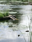 26th Jun 2023 - Wild June - Turtle Raft