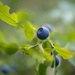the fruit of blueberry by haskar