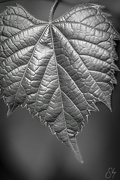 26th Jun 2023 - Grape Leaf Detail