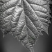 Grape Leaf Detail by skipt07
