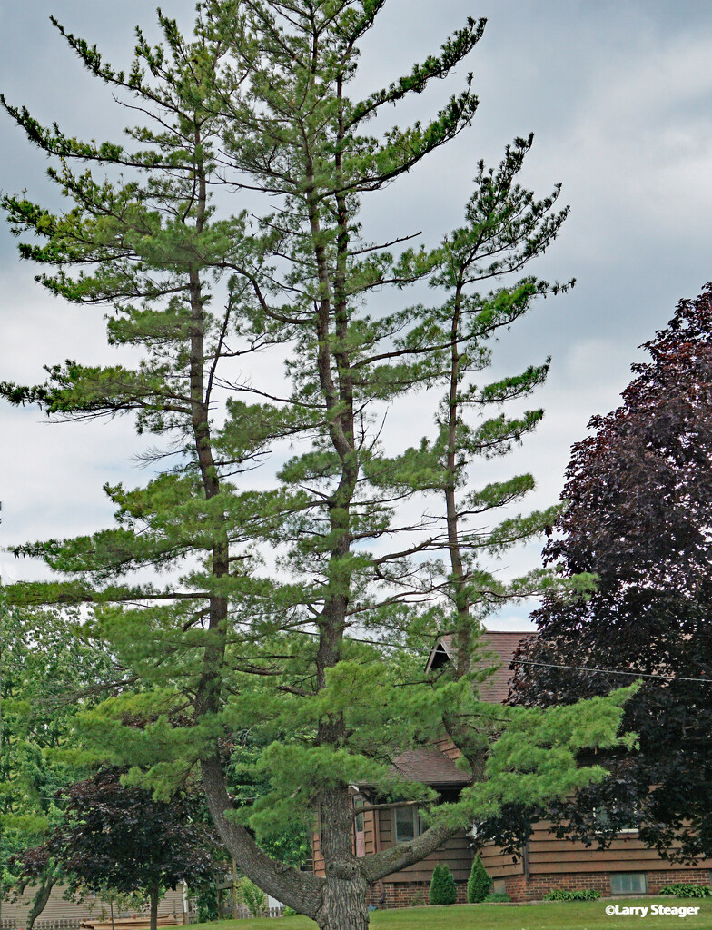 Pitchfork tree by larrysphotos