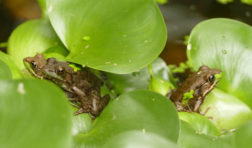 A Knot of Frogs by sunnygreenwood