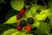 25th Jun 2023 - Different Stages of Ripeness