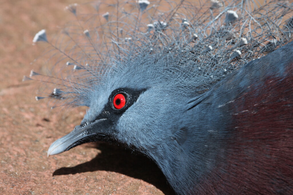 victoria-crowned pigeon by ellene