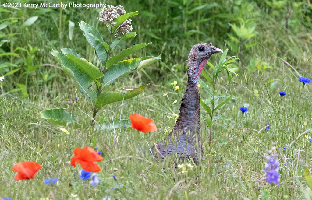 Turkey in the wild flowers by mccarth1