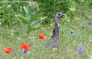 25th Jun 2023 - Turkey in the wild flowers