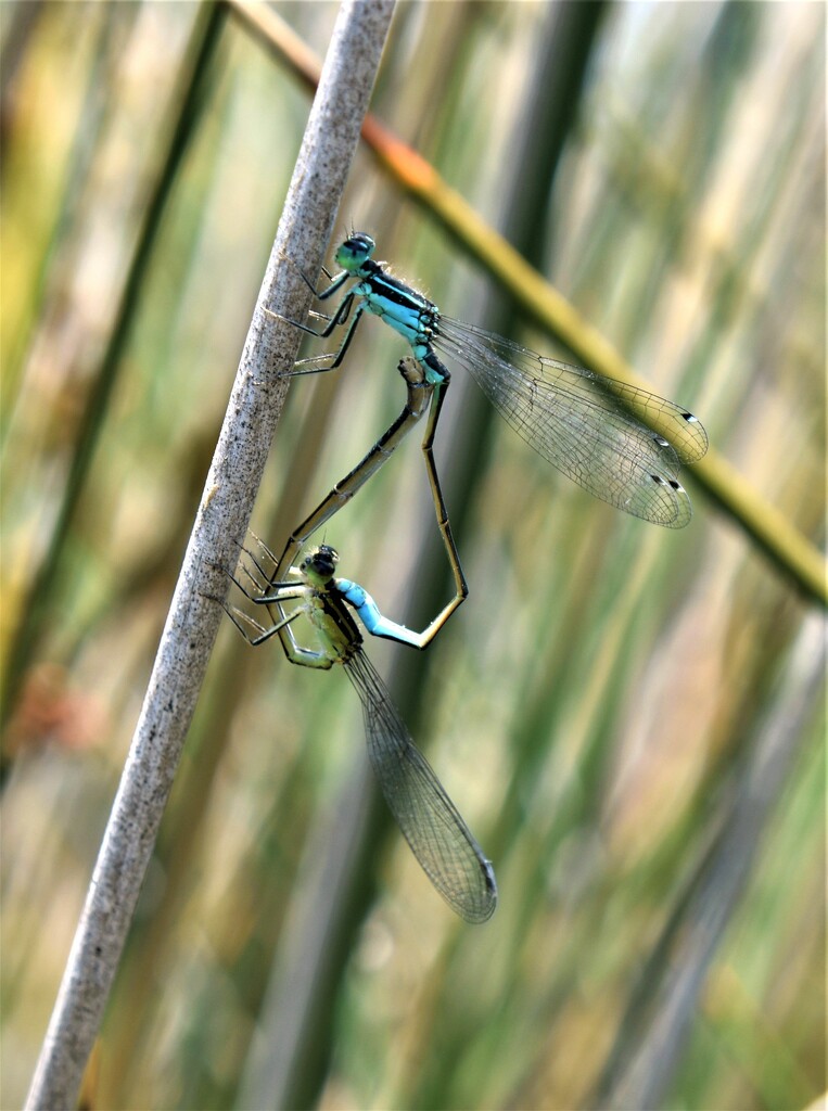 More mating insects! by anitaw