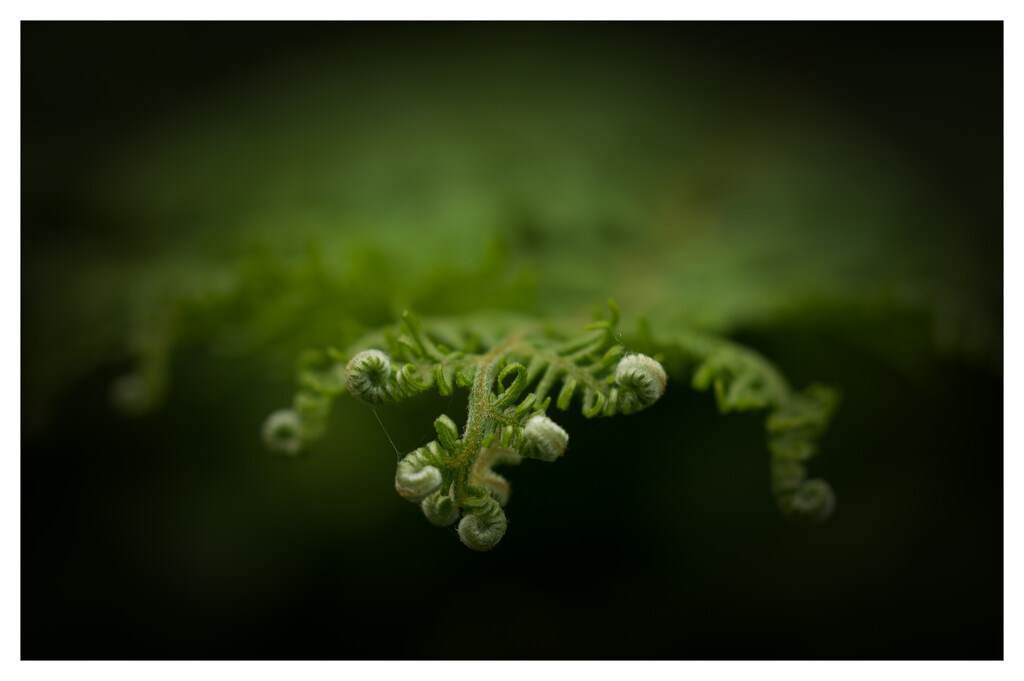 Fists of a Fern by fbailey