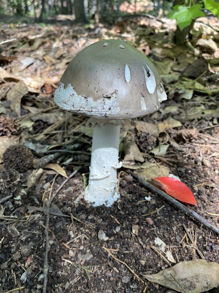 Mushroom  by gratitudeyear