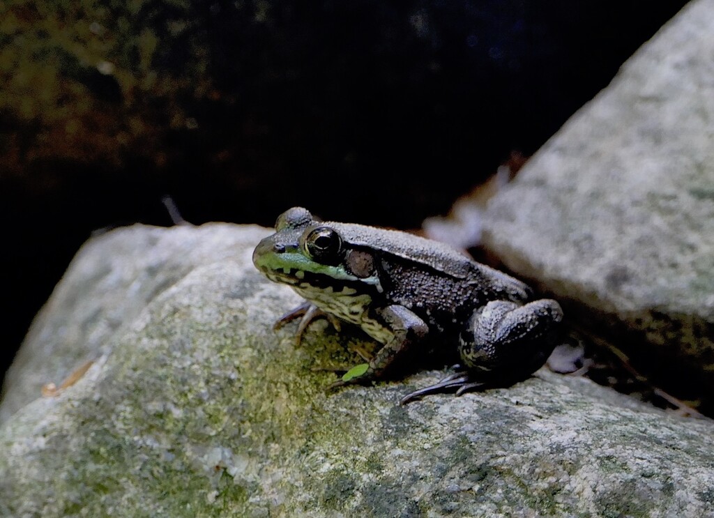 Green Frog by sunnygreenwood