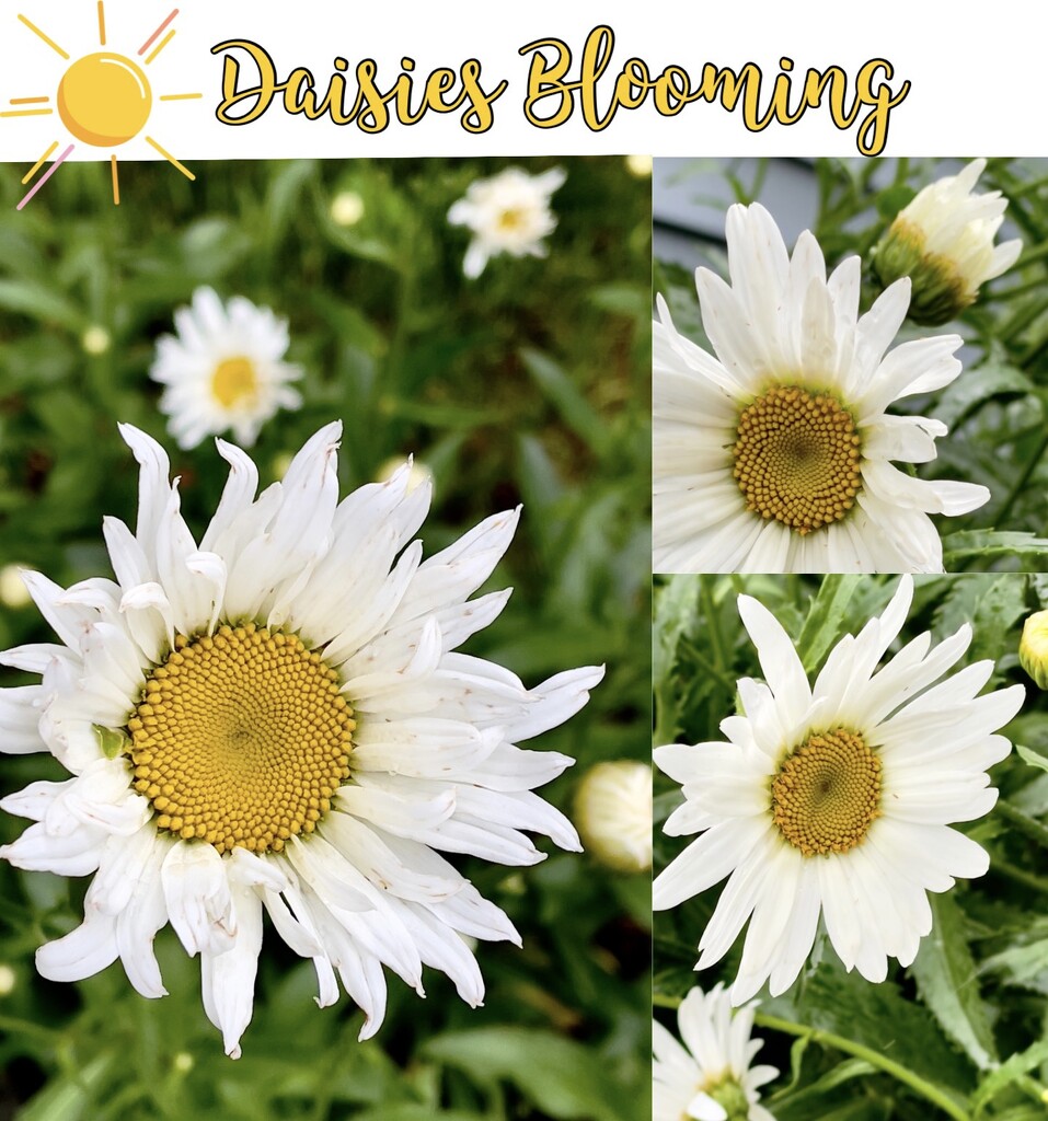Daisies Blooming ☀️ by eahopp