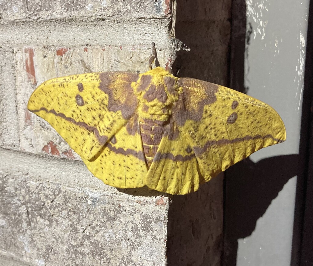 Imperial Moth by illinilass