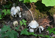 26th Jun 2023 - ~ Mushrooms~