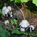 ~ Mushrooms~ by crowfan