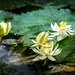 Waterlilies by ludwigsdiana