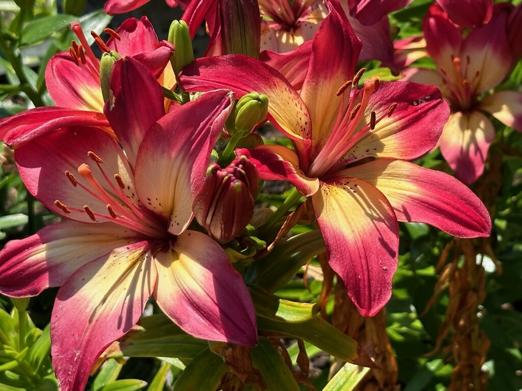 Lillies in my garden by bizziebeeme