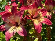 25th Jun 2023 - Lillies in my garden