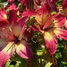 Lillies in my garden by bizziebeeme
