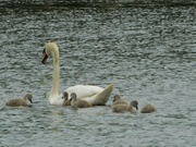 27th Jun 2023 - A newly hatched swan family on the lake