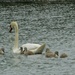 A newly hatched swan family on the lake by 365anne
