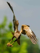 26th Jun 2023 - Marsh Harrier with mouths to feed!!!