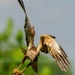 Marsh Harrier with mouths to feed!!! by padlock