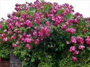 28th Jun 2023 - Floribunda rose. Petre Crescent. Rishton