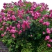 Floribunda rose. Petre Crescent. Rishton by grace55