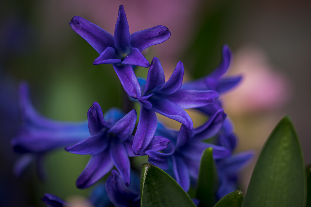 Hyacinths by swchappell