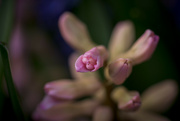 29th Mar 2023 - Hyacinths in Bloom