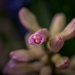 Hyacinths in Bloom by swchappell