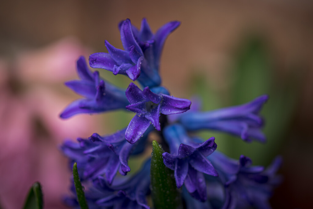 More Hyacinths by swchappell