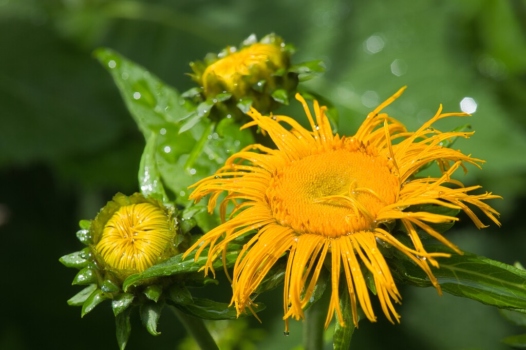 Heart-leaved oxeye by okvalle