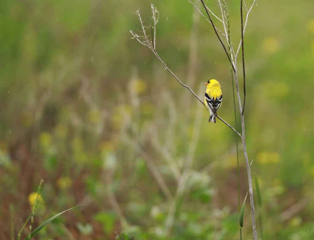Little Goldfinch by gq