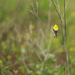Little Goldfinch by gq