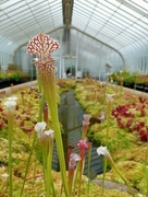 27th Jun 2023 - Carnivorous plants in the Kibble Palace the the Botanic Gardens,  Glasgow