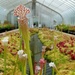 Carnivorous plants in the Kibble Palace the the Botanic Gardens,  Glasgow by samcat